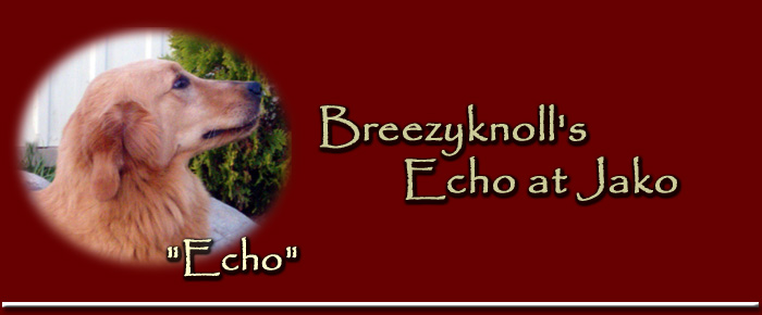 Echo - Breezyknoll's Echo at Jako