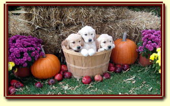 Fall Litter