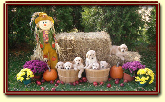 Fall Litter