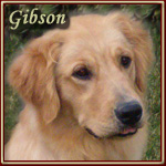 Gibson