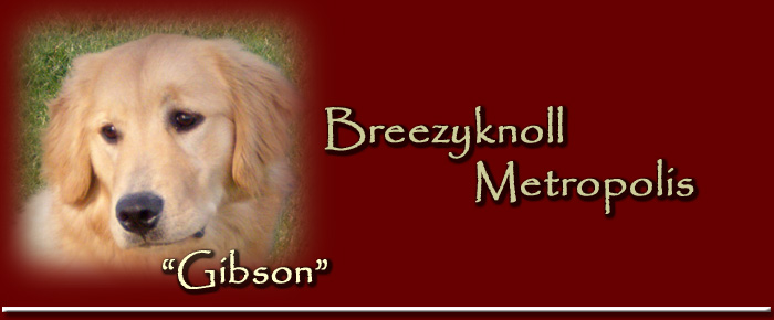 Breezyknoll Metropolis