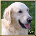 Ice