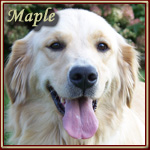 Maple