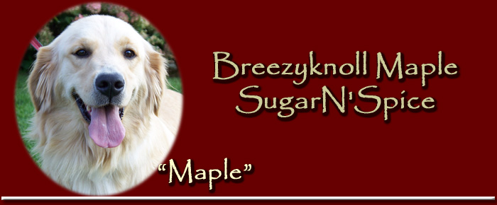 Maple - Breezyknoll Maple SugarN'Spice