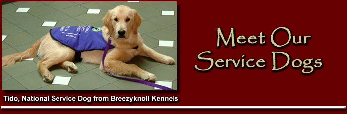 Tido, National Service Dog from Breezyknoll Kennels
