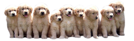 Breezyknoll Kennels Golden Retrievers