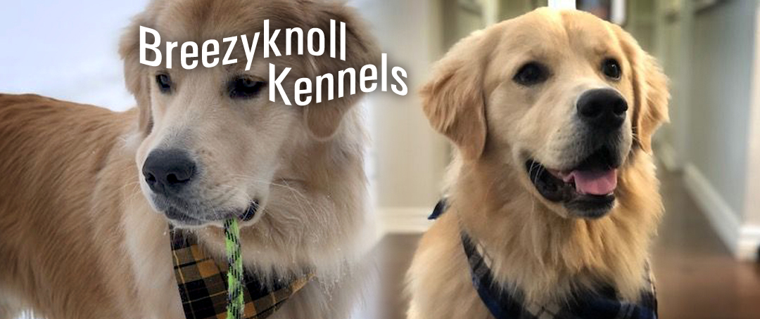 Gallery of Golden Retrievers