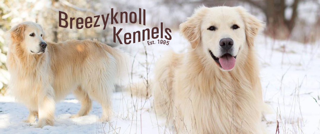 Home - Breezyknoll Kennels Reg'd Golden Retrievers