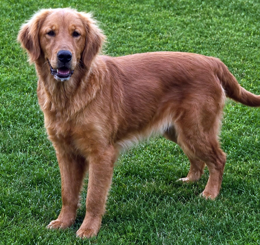 Tilly_full